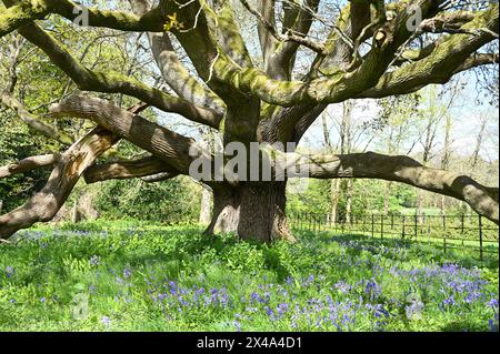 Schöne blaue Frühlingsblumen von englischen Blauglocken, Hyacinthoides non-scripta unter einer Eiche Quercus robur im britischen April Stockfoto