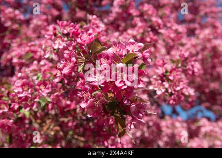 Krabbenbäume in voller Blüte, April 30 2024 Stockfoto