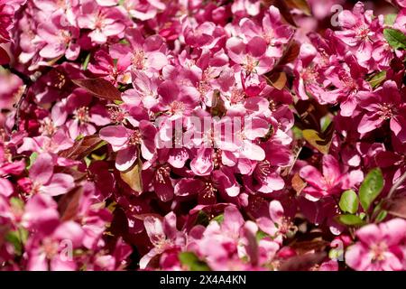 Krabbenbäume in voller Blüte, April 30 2024 Stockfoto
