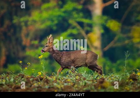 Junger rehbock im Wald Stockfoto