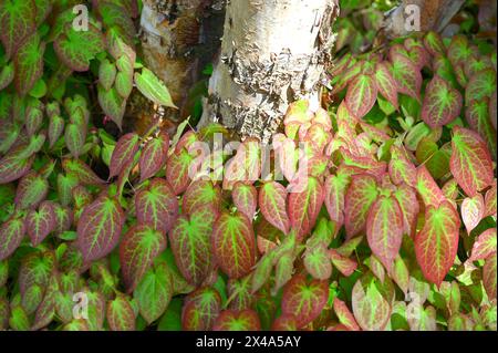 Wunderschönes Frühlingslaub von Epimedium x Rubrum oder Barrenkraut, das unter Flussbirke wächst, Betula Nigra Heritage im britischen Garten April Stockfoto