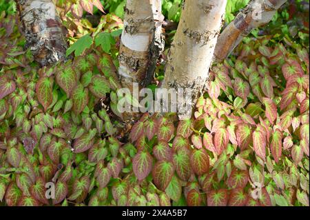 Wunderschönes Frühlingslaub von Epimedium x Rubrum oder Barrenkraut, das unter Flussbirke wächst, Betula Nigra Heritage im britischen Garten April Stockfoto