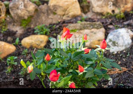 Rosenknospen beginnen im Garten zu blühen. Gartenblumen. Stockfoto