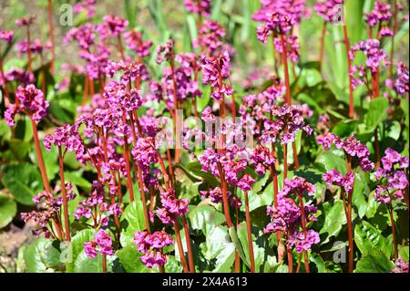 Lebhafte rosa Frühlingsblumen von Bergenia cordifolia purpurea im britischen Garten April Stockfoto