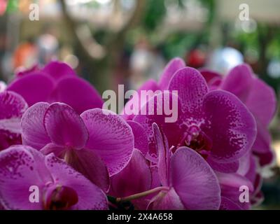 Wunderschöne lila Orchideen zum Verkauf auf einem öffentlichen Markt. Negatives Leerzeichen oben für Text. Stockfoto