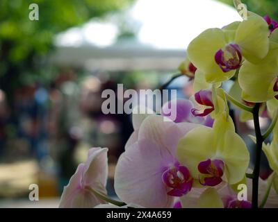 Wunderschöne Orchideen zum Verkauf auf einem öffentlichen Markt. Negatives Leerzeichen links für Text. Stockfoto