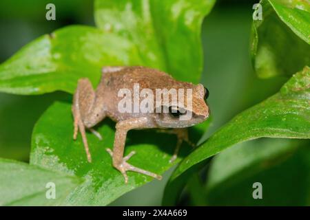 Niedlicher Buschquetscher (Arthroleptis wahlbergii) in freier Wildbahn Stockfoto