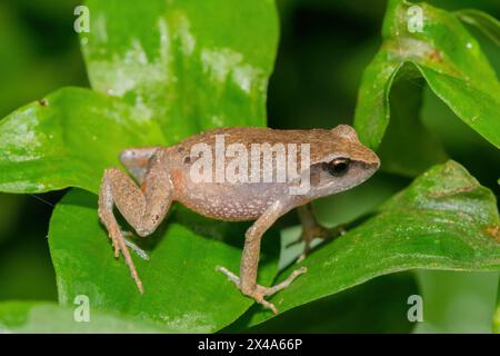 Niedlicher Buschquetscher (Arthroleptis wahlbergii) in freier Wildbahn Stockfoto