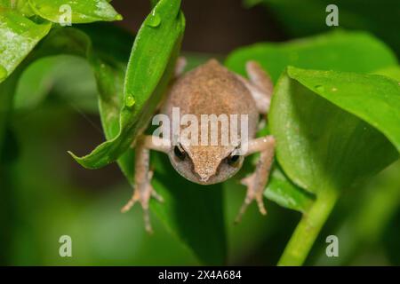 Niedlicher Buschquetscher (Arthroleptis wahlbergii) in freier Wildbahn Stockfoto