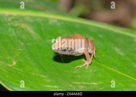 Niedlicher Buschquetscher (Arthroleptis wahlbergii) in freier Wildbahn Stockfoto