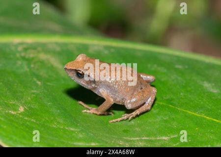 Niedlicher Buschquetscher (Arthroleptis wahlbergii) in freier Wildbahn Stockfoto