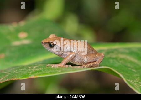 Niedlicher Buschquetscher (Arthroleptis wahlbergii) in freier Wildbahn Stockfoto