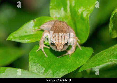 Niedlicher Buschquetscher (Arthroleptis wahlbergii) in freier Wildbahn Stockfoto