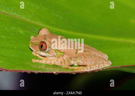 Ein niedlicher Naturwaldfrosch (Leptopelis natalensis) Stockfoto