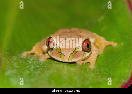 Ein niedlicher Naturwaldfrosch (Leptopelis natalensis) Stockfoto