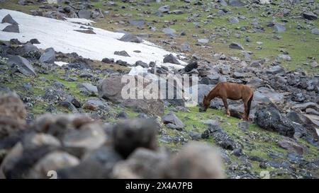 Pferd weidet auf der felsigen und schneebedeckten Seite des Berges, Mount Ararat in der Türkei. Stockfoto