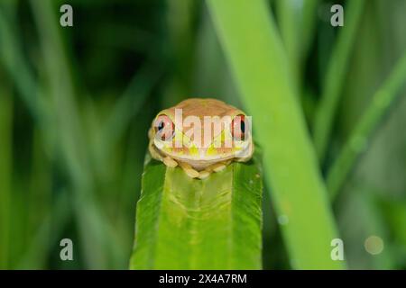 Ein niedlicher Naturwaldfrosch (Leptopelis natalensis) Stockfoto