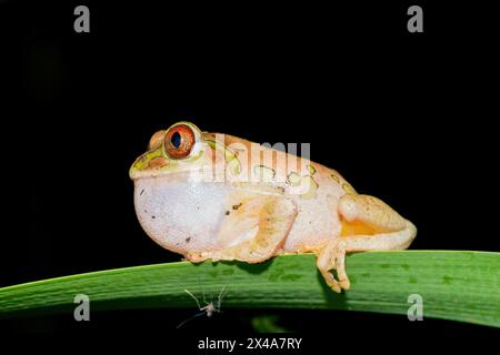 Ein niedlicher Naturwaldfrosch (Leptopelis natalensis) Stockfoto