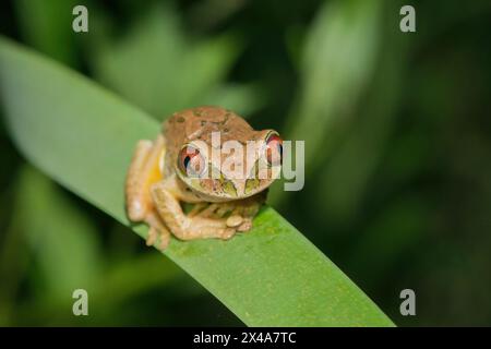 Ein niedlicher Naturwaldfrosch (Leptopelis natalensis) Stockfoto