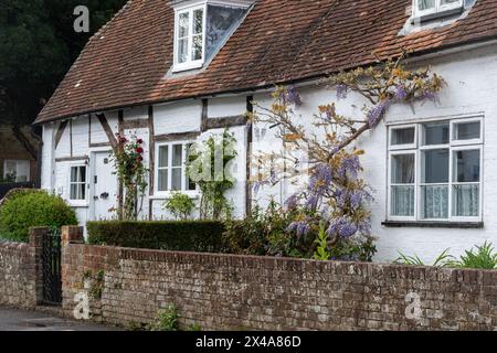 Ferienhaus mit Glyzinien, die an der Wand wachsen, mit mauvenfarbenen Blumen im Frühling oder April, Holybourne Village, Hampshire, England, Großbritannien Stockfoto