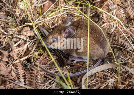 Holzmaus, auch Langschwanzfeldmaus (Apodemus sylvaticus), England, Großbritannien Stockfoto