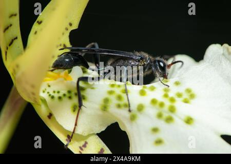 Blauer Schlamm-Dauber-Wasp (Chalybion) bestäubt eine Brassia-Blume Stockfoto