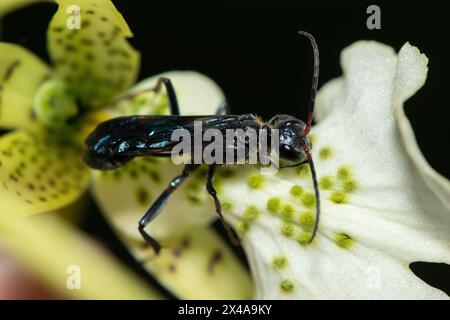 Blauer Schlamm-Dauber-Wasp (Chalybion) bestäubt eine Brassia-Blume Stockfoto