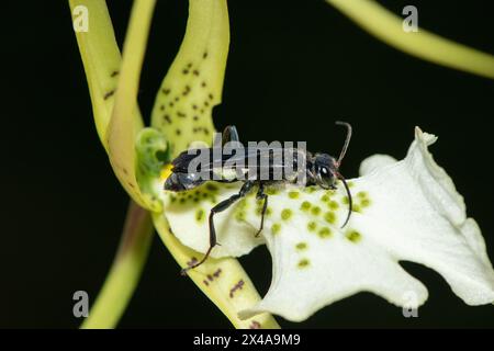 Blauer Schlamm-Dauber-Wasp (Chalybion) bestäubt eine Brassia-Blume Stockfoto