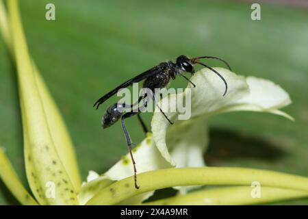 Blauer Schlamm-Dauber-Wasp (Chalybion) bestäubt eine Brassia-Blume Stockfoto