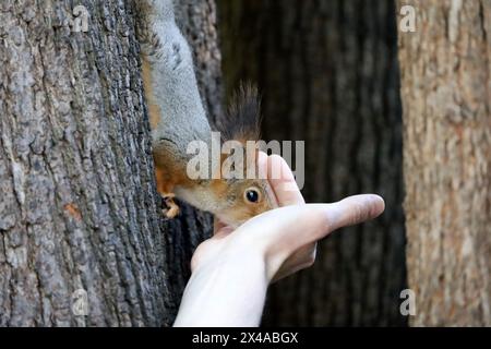 Das rote Eichhörnchen nimmt eine Nuss aus einer menschlichen Hand. Wildtiere in einem Quellpark füttern Stockfoto