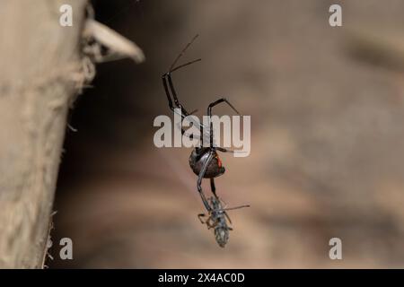 Eine giftige Braunknopfspinne (Latrodectus geometricus) auf ihrem Netz in freier Wildbahn Stockfoto