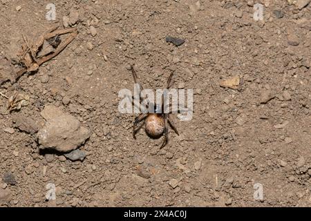 Eine giftige Braunknopfspinne (Latrodectus geometricus) auf ihrem Netz in freier Wildbahn Stockfoto