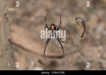 Eine giftige Braunknopfspinne (Latrodectus geometricus) auf ihrem Netz in freier Wildbahn Stockfoto