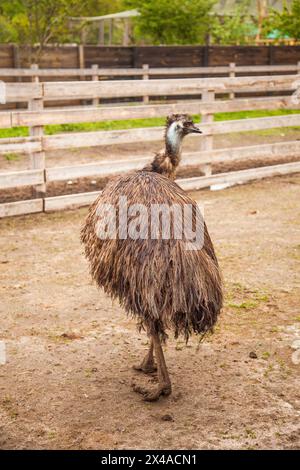 Der australische Strauß emu, bekannt als Dromaius novaehollandiae, ist der zweitgrößte lebende Vogel der Welt. Emu ist flugunfähiger Vogel und heimisch in Austral Stockfoto