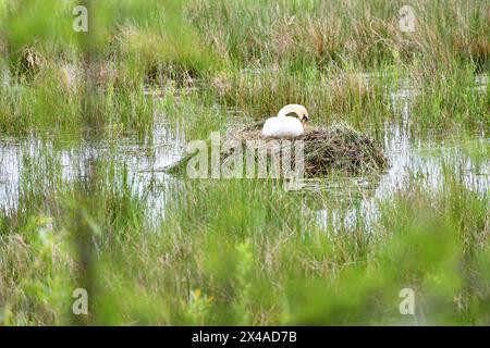 Ein geschäftiger Schwan baut ein Nest im See Stockfoto