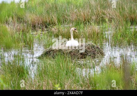 Ein geschäftiger Schwan baut ein Nest im See Stockfoto