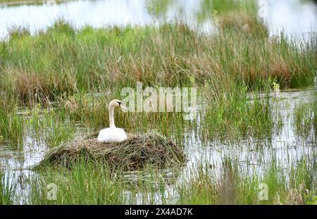 Ein geschäftiger Schwan baut ein Nest im See Stockfoto