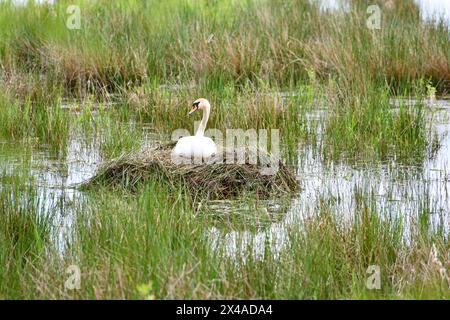 Ein geschäftiger Schwan baut ein Nest im See Stockfoto