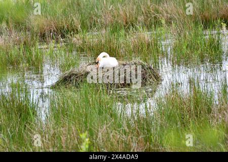 Ein geschäftiger Schwan baut ein Nest im See Stockfoto