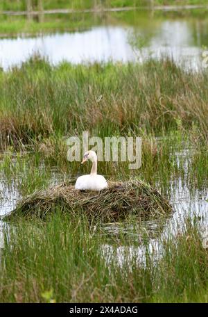 Ein geschäftiger Schwan baut ein Nest im See Stockfoto