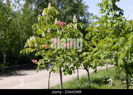 Rote Kastanie. Die farbenfrohen Blütenstände eines Baumes namens Kastanie, einer seiner Ziersorten, werden normalerweise auf den Straßen der Stadt gepflanzt. Schöne r Stockfoto