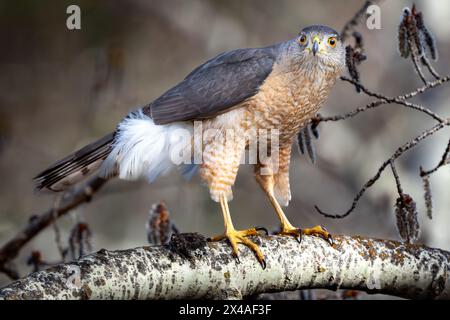 Coopers Falken Raubvogel steht auf einem Ast, der in einem Calgary Park in Westkanada gefunden wurde. Stockfoto