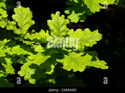 Umgebung. Frische junge Eichenbäume, sonnenbeleuchtet vor dunklem Schatten - Quercus Faginea. Oeiras, Portugal. Stockfoto