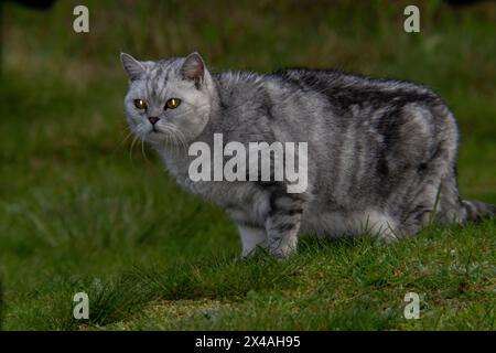 Britische Kurzhaarkatze auf einem lebendigen Nahaufnahme-Foto Stockfoto