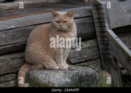 Britische Kurzhaarkatze auf einem lebendigen Nahaufnahme-Foto Stockfoto