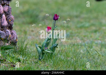 Tulipa Gattung Liliaceae Familie Magnoliophyta Tulpengarten Blumen Fotografie, Bild, Tapete Stockfoto