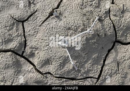 Ausgetrocknete Muscheln auf einem Zweig in einem ausgetrockneten See Stockfoto