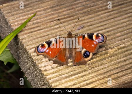 Aglais io Familie Nymphalidae Gattung Aglais Pfau Schmetterling Europäischer Pfau Schmetterling wilde Natur Insekten Photogaphie, Bild, Tapete Stockfoto