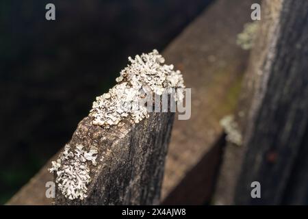 Gattung Helina Familie Muscidae Unterfamilie Phaoniinae Fliege wilde Natur Insekten Tapete, Bild, Fotografie Stockfoto