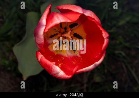 Tulipa Gattung Liliaceae Familie Magnoliophyta Tulpengarten Blumen Fotografie, Bild, Tapete Stockfoto